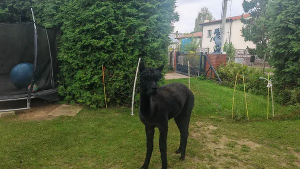 Czarna alpaka na wybiegu wśród zieleni.