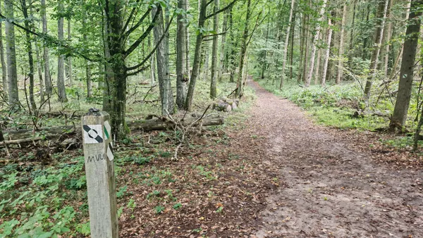 Słupek szlaku na rozwidleniu leśnych dróg.