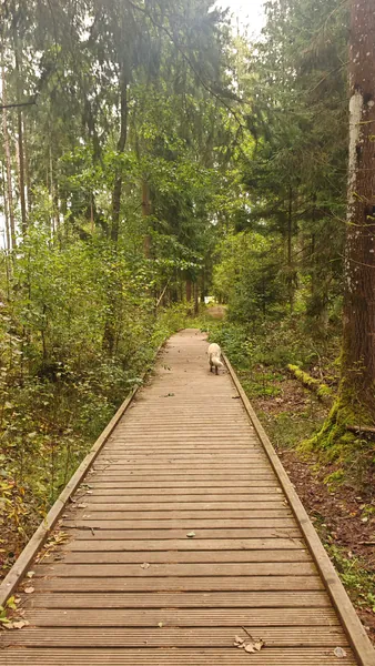 Kładka prowadząca w głąb lasu w rezerwacie.